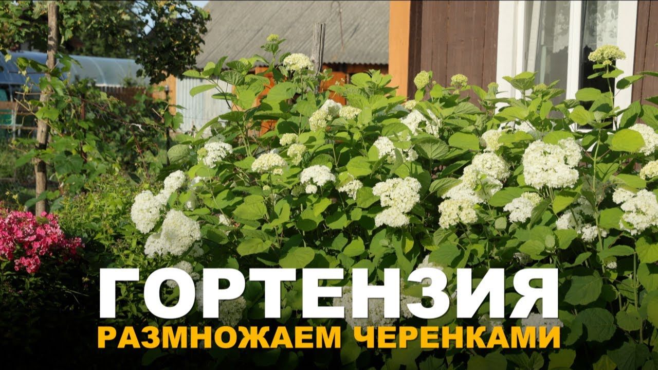 СВОИ САЖЕНЦЫ МЕТЕЛЬЧАТОЙ ГОРТЕНЗИИ БЕЗ СЛОЖНОСТЕЙ. Простой способ размножения метельчатой гортензии. смотреть онлайн
