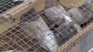 1000108234.mp4 На голубином в Луганске