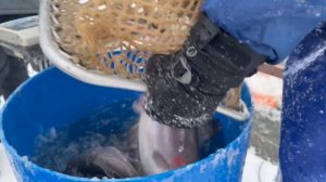 Зарыбление водоёма форелью в количестве 350 кг.  Навеска 2-3.5 кг.