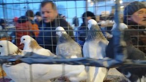 7.02.2026г Ярмарка ст.Бронницы ч.5