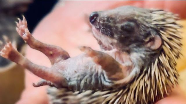 Спасенные ежики становятся  ТАКИЕ СМЕШНЮЧИЕ)))