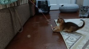 абиссинский котёнок играет