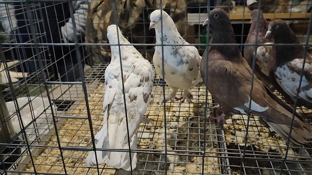 7.02.2026г Ярмарка ст.Бронницы ч.4 смотреть онлайн