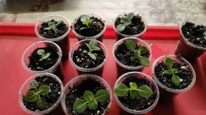 РЕЗУЛЬТАТ ПОСЕВА ОЧЕНЬ КРАСИВЫХ ГИБРИДНЫХ ГЛОКСИНИЙ.ВЫРАЩИВАЕМ ГЛОКСИНИИ из СЕМЯН #глоксиния #цветы