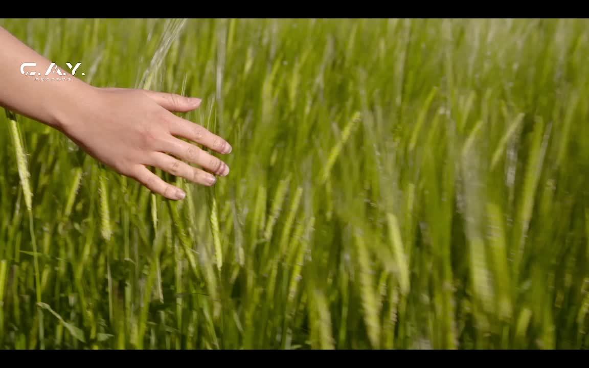 LIVE: C.A.Y. Records Digital Record Label смотреть онлайн