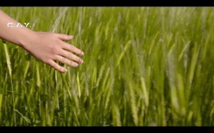 LIVE: C.A.Y. Records Digital Record Label