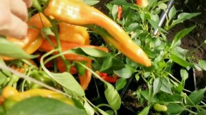 pomidom.ru Что посадить нового в 2026 году на огороде. Ну и песенка моя для тихого зимнего вечера!