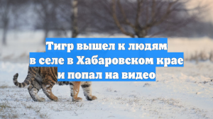 Тигр вышел к людям в селе в Хабаровском крае и попал на видео