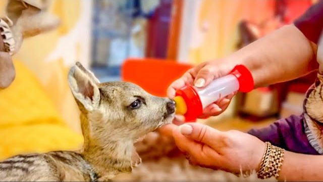 Мы пытаемся накормить косуленка Бемби, а вот Степашку и Маню УГОВАРИВАТЬ НЕ НАДО)))