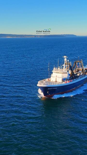 Ocean Peace — мощный заводской траулер, работающий в суровых водах Берингова моря, добывающий дикую