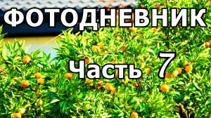ТАКОЙ ОСЕННИЙ АДЛЕР! САМОЛЁТЫ, МАНДАРИНЫ, ХУРМА! ФОТО СЛАЙД-ШОУ. АДЛЕР. 23 НОЯБРЯ 2025 ГОДА.