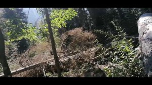 Бобр Теберда