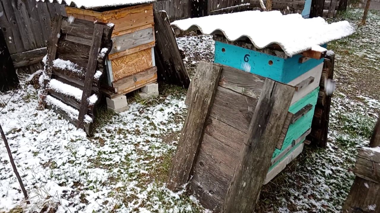 Выпал первый снег на Пасеке (15.11.2025 года) смотреть онлайн