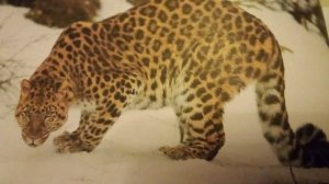 Интересная энциклопедия для детского сада ЖИВОТНЫЕ РОССИИ. Очень интересный видос.