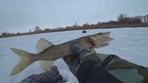 В ШОКЕ ОТ ТАКОГО КЛЕВА. ЗДЕСЬ ЩУКА КИШИТ. Столько рыбы я еще не ловил! Рыбалка на балансир