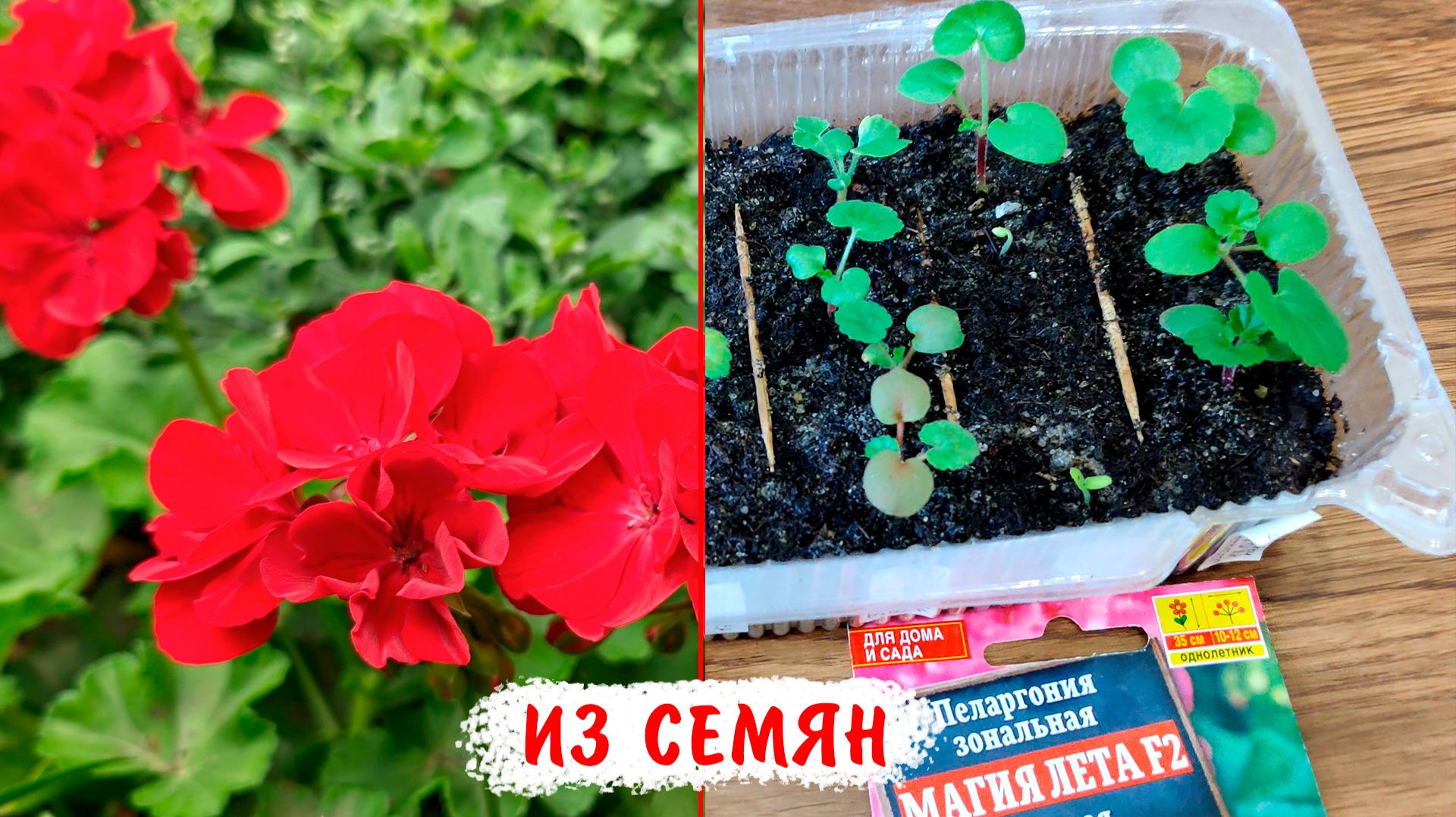 Не пропустите! Посев пеларгонии. Выращивание пеларгонии из семян подробно смотреть онлайн