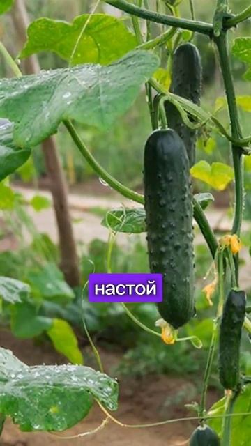 Зола творит чудеса 🍅🥒 Урожай в разы больше без химии ⚡   Обычная древесная зола может заменить