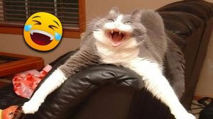 СМЕШНЫЕ КОТЫ 2026 ЛУЧШИЕ ПРИКОЛЫ С КОТАМИ, КОШКИ, ЖИВОТНЫЕ, СМЕШНОЕ ВИДЕО