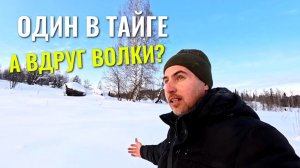 Один в тайге, а вокруг могут быть ВОЛКИ. И у меня нет оружия.