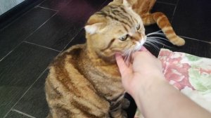 массажный кабинет