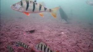 ВОТ ЭТО БОРЬБА  5 дней ЖИВУ в ПАЛАТКЕ  Весенний ЖОР ЩУКИ 2025