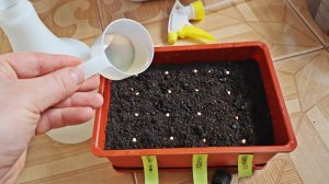 Не упустите февраль Сажаем перец на рассаду этим способом для крепких всходов Подробная инструкция