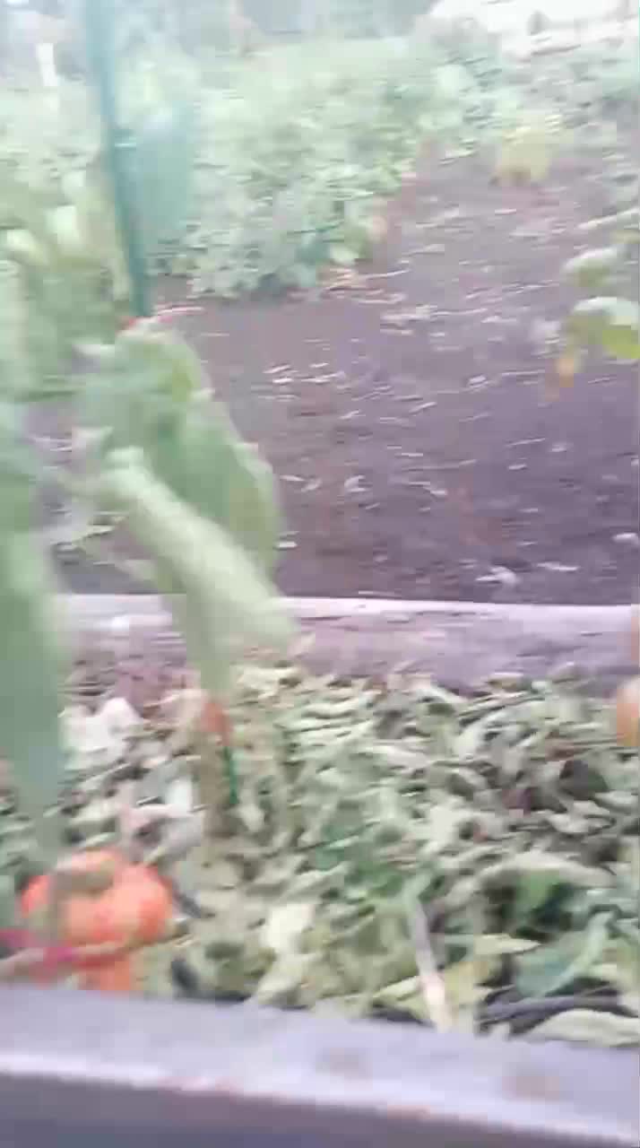 Всем привет и доброй ночи. Спешу с Вами поделиться вот такой красотой. Просто чуть позитива.