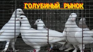 Голубиный рынок в Астрахани! 8.02.26г