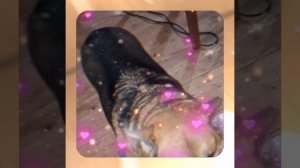 1000048106.mp4 (Собака наблюдает за устройством лестницы на 2 этаж в доме А-фрейм)