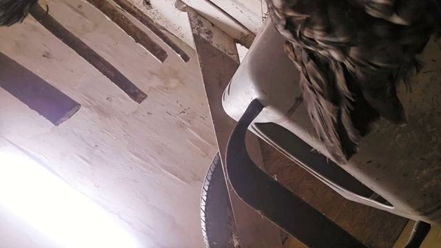 Сельчанка в Америке/УЗНАЛА ПРИЧИНУ ПОЧЕМУ ГУСИ УБЕГАЮТ НА УЛИЦУ. смотреть онлайн