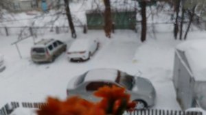 08-02-2026 каланхоэ в феврале на окне