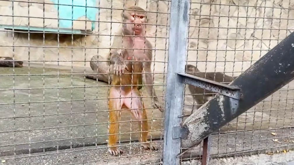 Крепкий орешек Люсе по зубам! Пищат и визжат, гостинцев хотят! Травка для гамадрилов и анубиса. смотреть онлайн