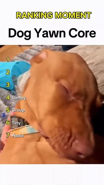 Dogs being idiots part 313_ Dog yawning 🤣🐕 #funnydog #funnypet #cutedog #dog # смотреть онлайн