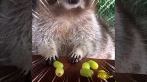 VID_20260208_013709_308.mp4