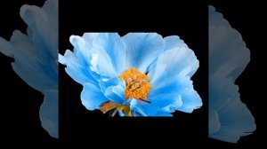 Тень заката. Посвящена Франку  Дювалю