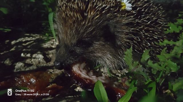 На запах мяса пришёл ёжик..