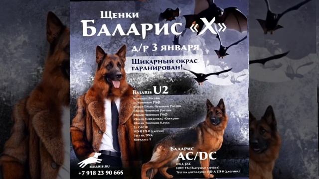 Баларис Х4-щенки смотреть онлайн