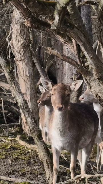 Весна скоро