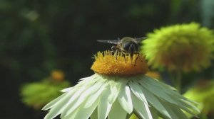 Грусть минора