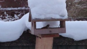 Медитирующий на морозе воробей /  1 февраля 2026 Межстоличье.