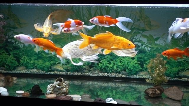Прудовые  РЫБКИ  в  АКВАРИУМЕ