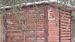 Дела семейные/ЛИПОВЫЙ ХУТОР И ВОССТАНОВЛЕНИЕ КУХНИ. РАЗРОДИЛАСЬ НА ГЛАЗАХ. ДЕТИ И РЫБНЫЙ ПИРОГ.