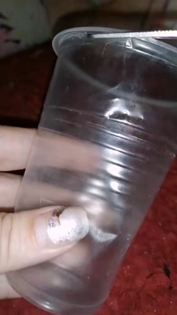 Как вырастить хурму