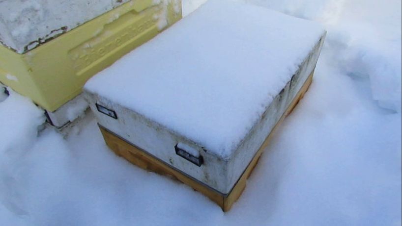 февраль на пасеке , дальневосточная пчела на ячейке 5,16 мм, контроль зимовки, 8.02.2026 смотреть онлайн