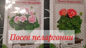 🌸 Как посадить пеларгонию. Первые всходы