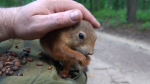 Две белки. Август 2023