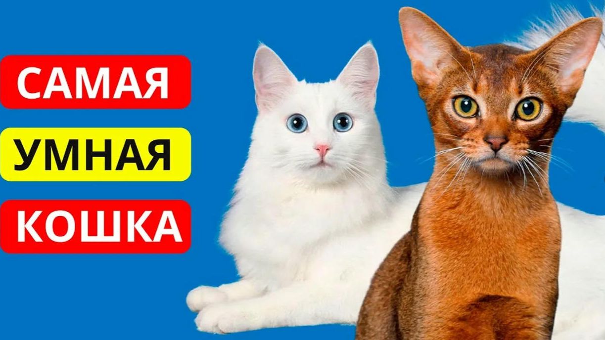 Умные кошки