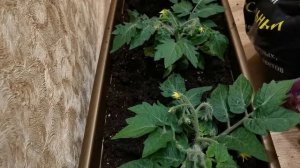 Огород на подоконнике.