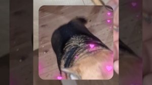 1000048104.mp4 (Собака наблюдает за устройством лестницы на 2 этаж в доме А-фрейм)