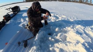 Рыба моей мечты